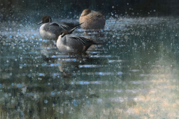 Ewoud-Resting-pintails-nr7-09-12-2020-rechthoekig