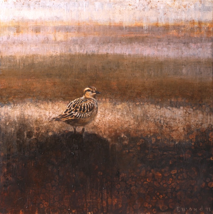 Ewoud-de-Groot-Wildlife-Dotterel-2013