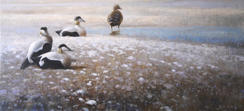 Ewoud-de-Groot-Wildlife-Four-Eiders-2013