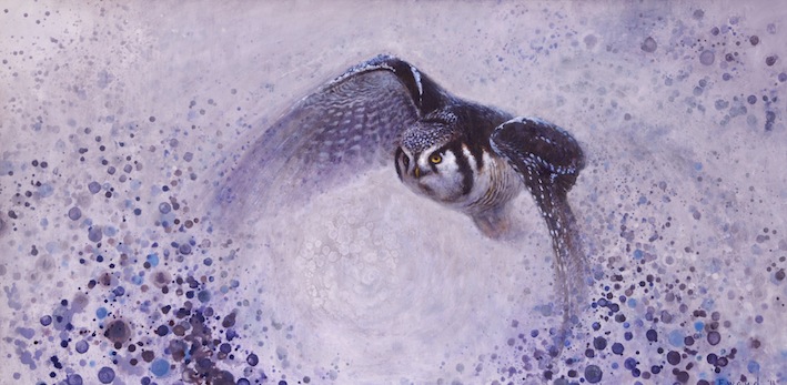 Ewoud-de-Groot-Wildlife-Hawk-ow-2011