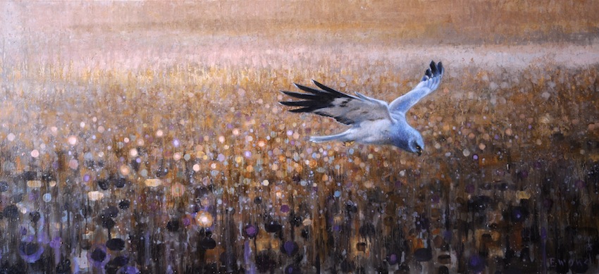 Ewoud-de-Groot-Wildlife-Henharrier-symphony-2013