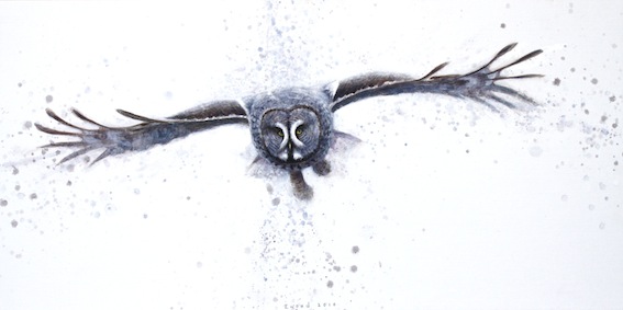 Ewoud-de-Groot-Wildlife-Owl02