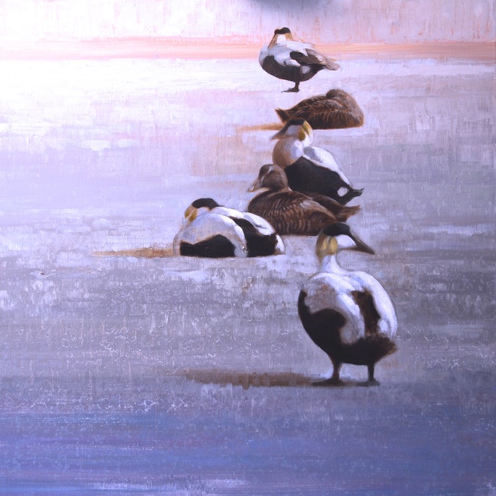 Ewoud-de-Groot-Wildlife-Resting-Eiders-2013