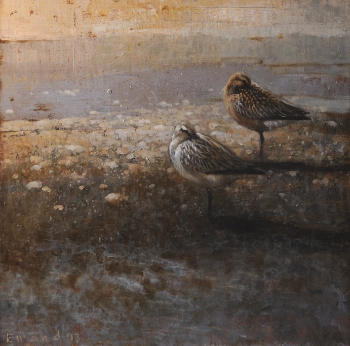 Ewoud-de-Groot-Wildlife-Sleeping-Godwits-2013