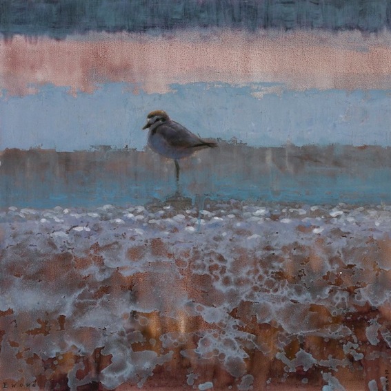 Ewoud-de-Groot-Wildlife-Snowplover-02