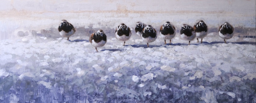 Ewoud-de-Groot-Wildlife-Turnstones-2013