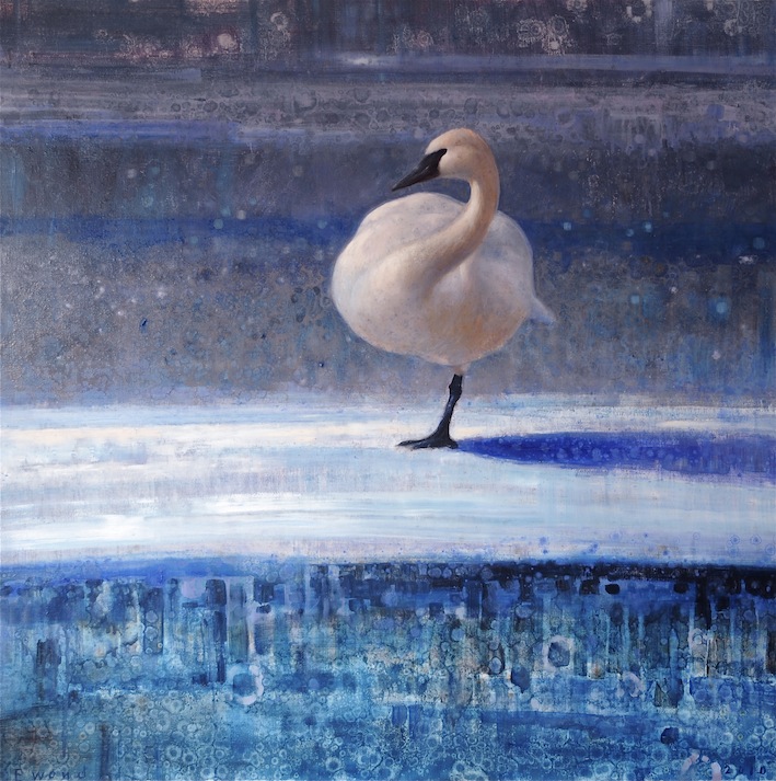 Ewoud-de-Groot-Wildlife-Winter-swan-2011