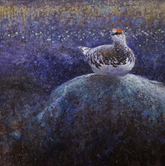 Ewoud-de-Groot-Wildlife-birds08