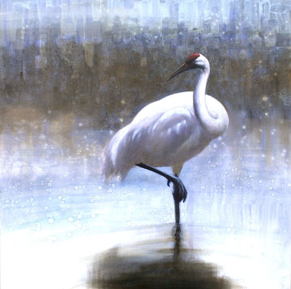 Ewoud-de-Groot-Wildlife-birds14