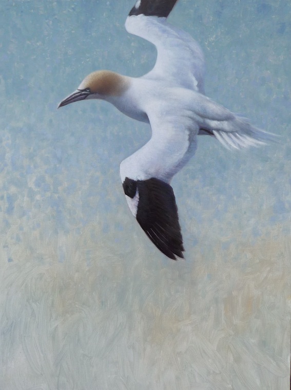 Ewoud-de-Groot-Wildlife-birds21