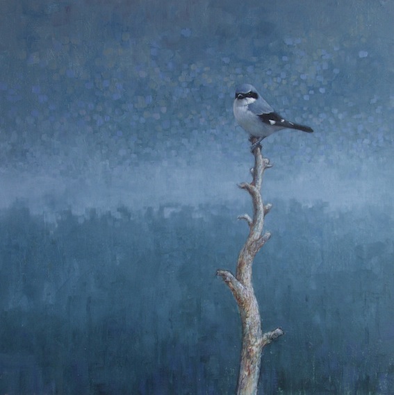 Ewoud-de-Groot-Wildlife-birds29