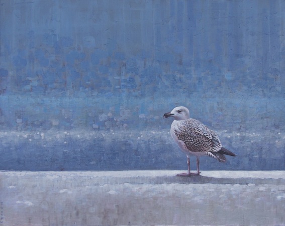 Ewoud-de-Groot-Wildlife-birds31