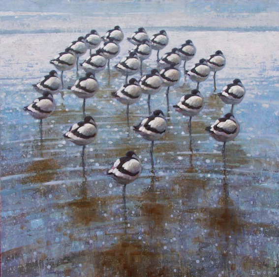 Ewoud-de-Groot-Wildlife-resting-avocets07