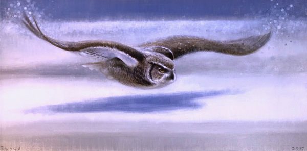 Ewoud-de-Groot-wildlife-art-artist-animals-birds-oil-painting-canvas-linen-Snow-glider