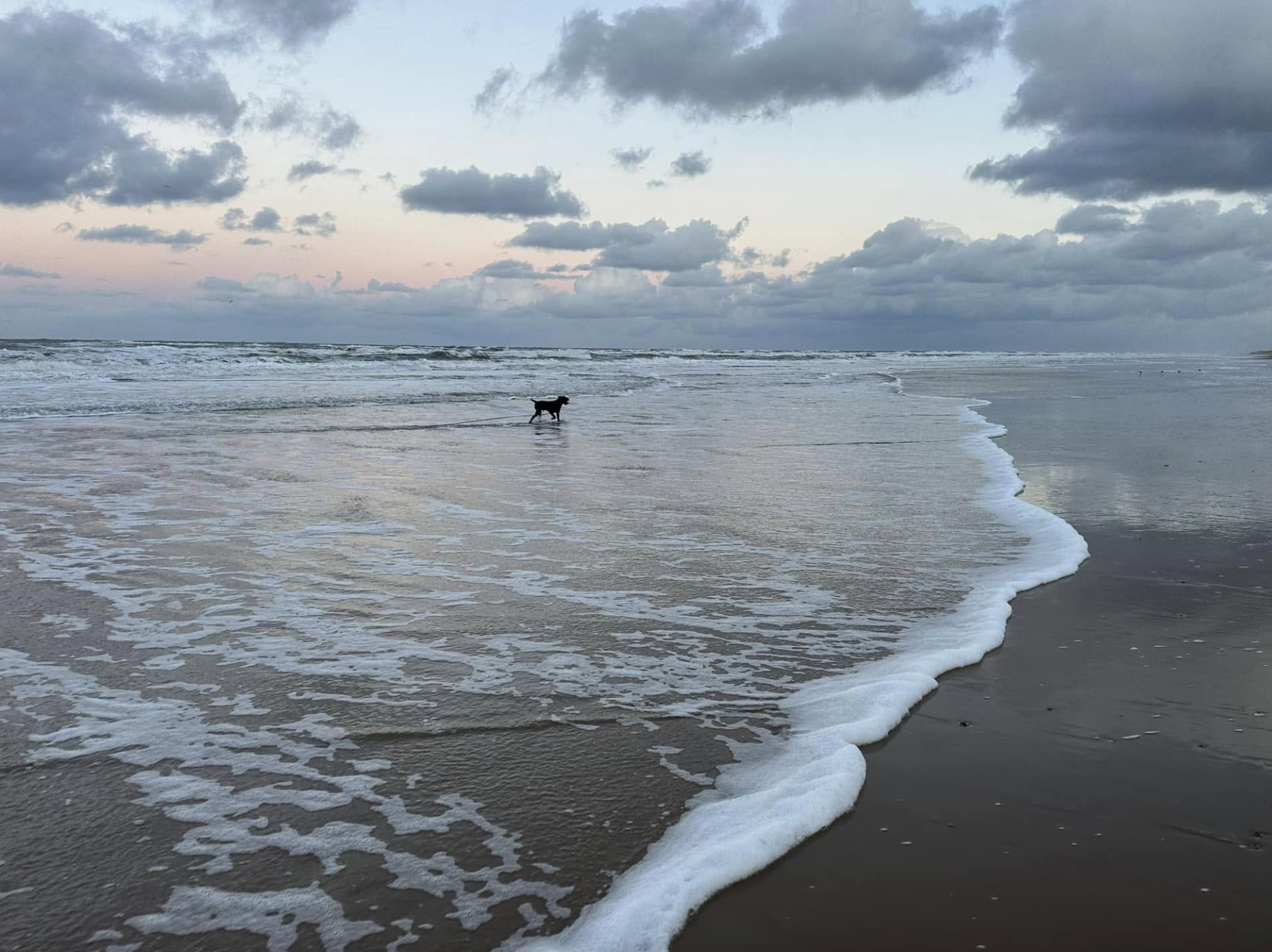 Hond in zee