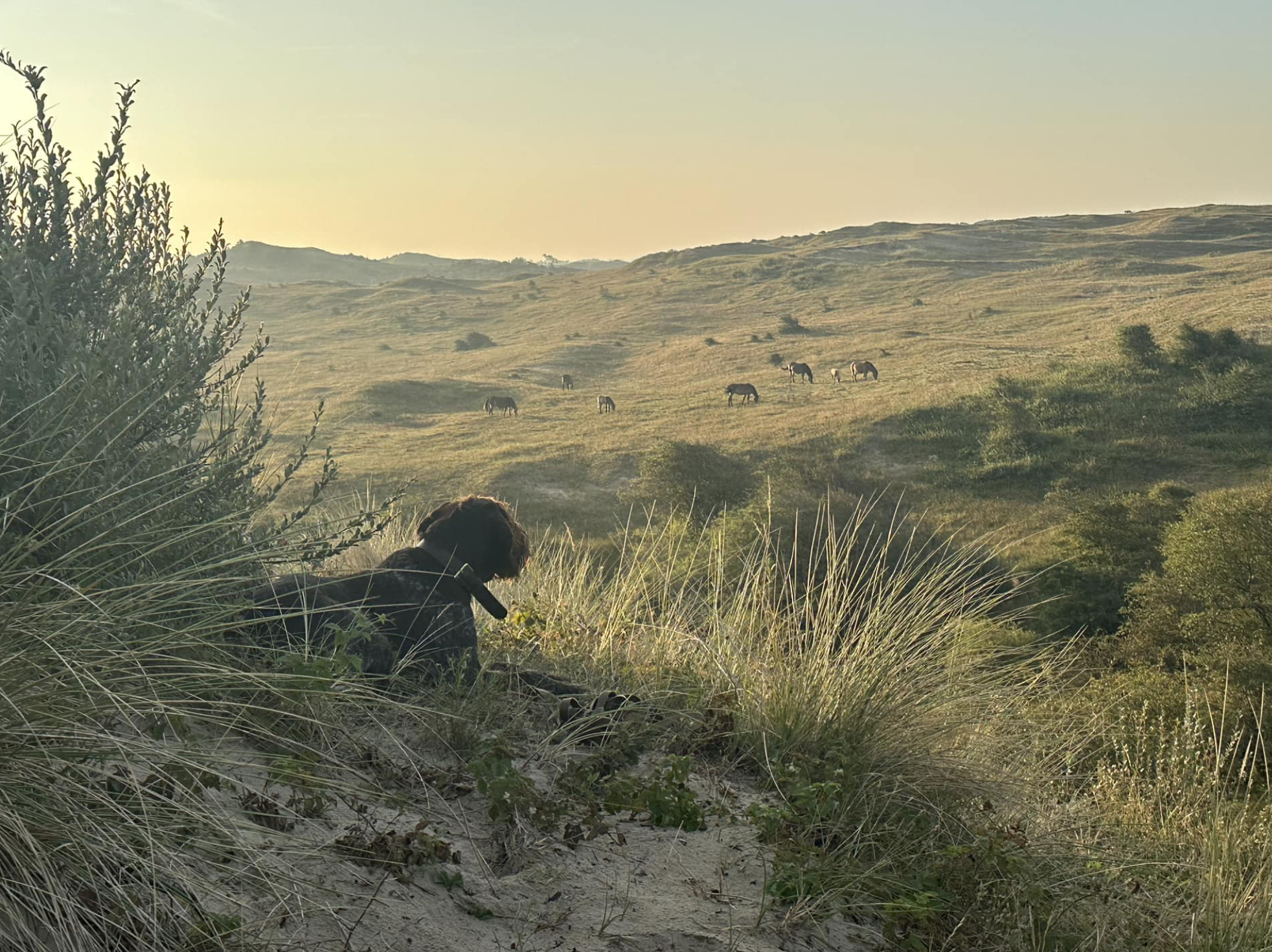 Hond duin