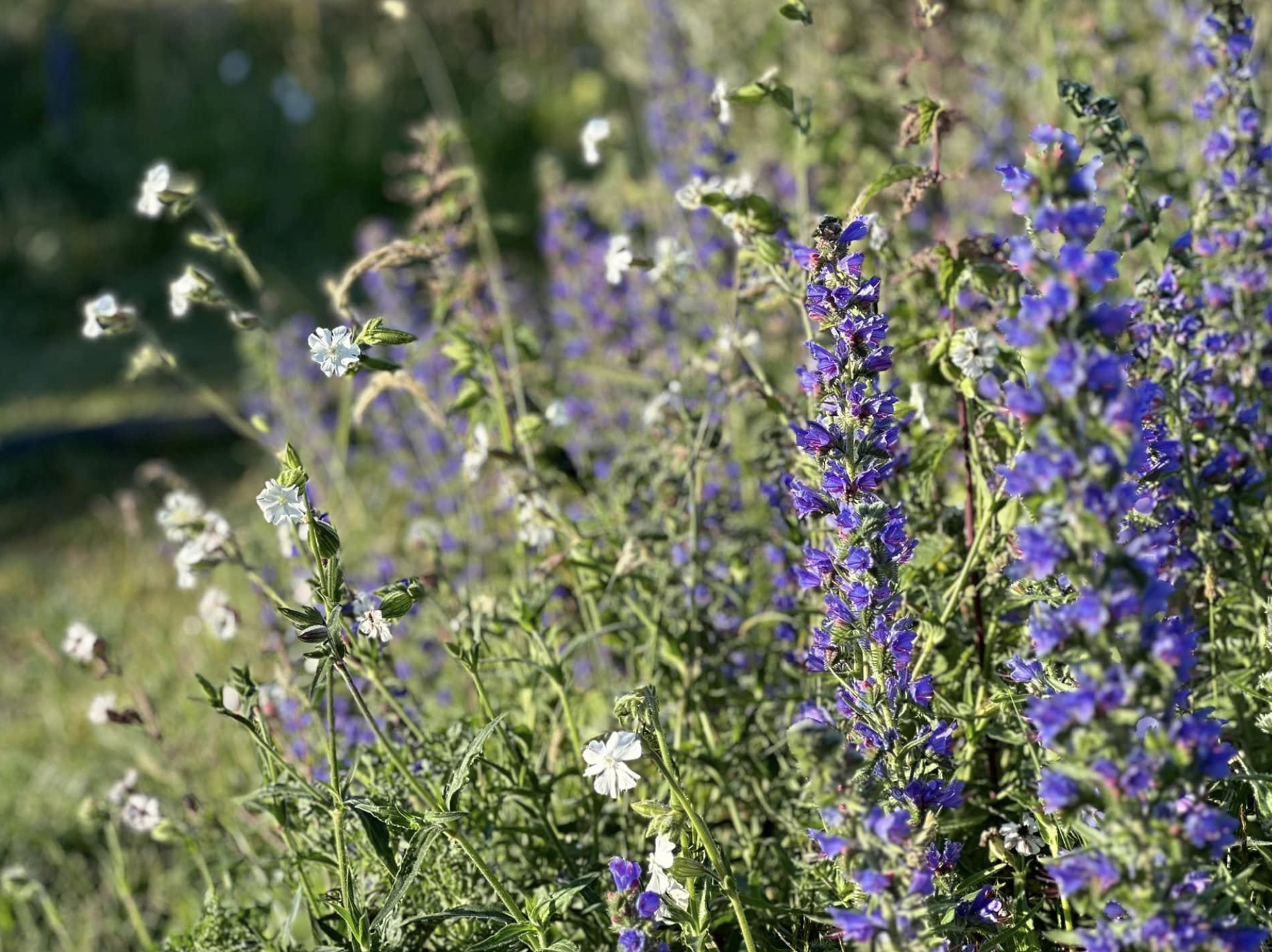 Paarse bloemen