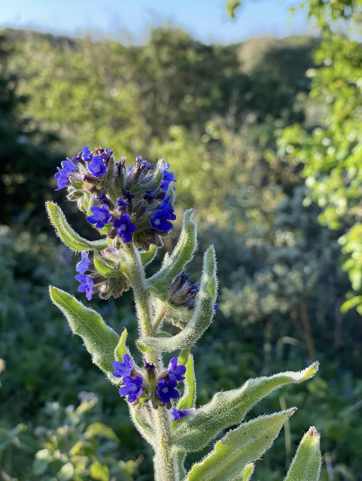 Paarse bloem