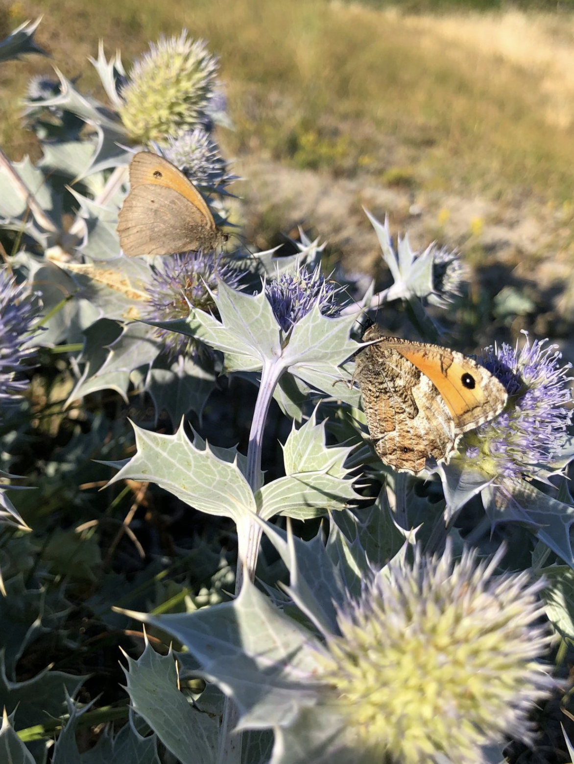 Distels en Vlinder kleine vos