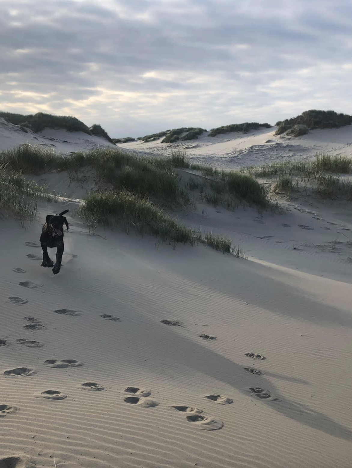 Hond en duinen